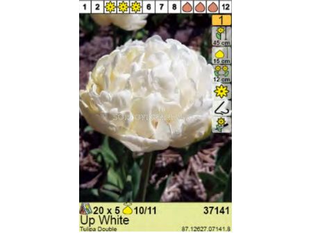 Лале Up White - Пакет: 1 оп. - 5 бр.