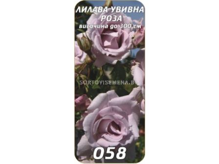 Увивна роза 058