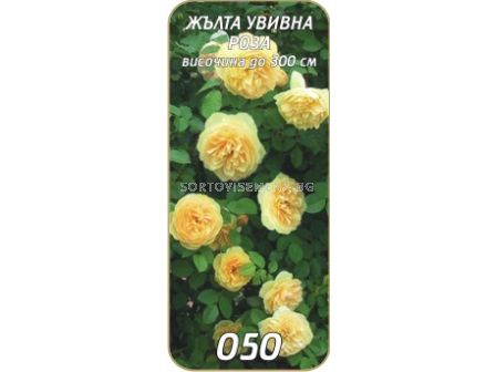 Увивна роза 050