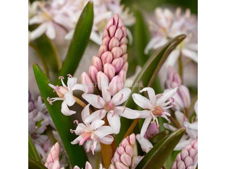 Синчец розов /Scilla Bifolia Rosea/ 1 бр