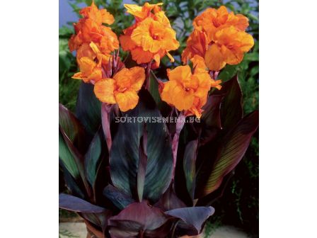 Канна с кафяви листа- оранж /Canna brownleaved orange/- 1бр