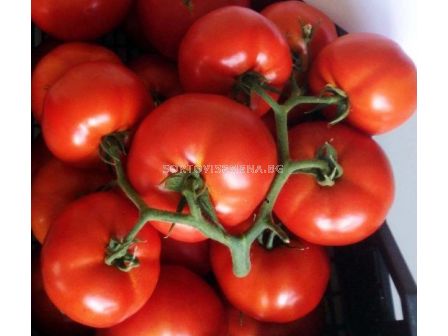 НОВО! Семена домати Варела F1 - Varela F1 - 500 бр. семена - 2