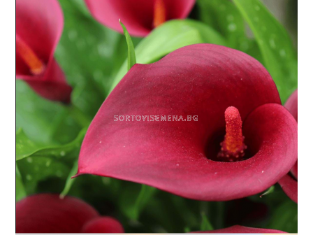 Кала Royal Valentine/ calla - 1 брой