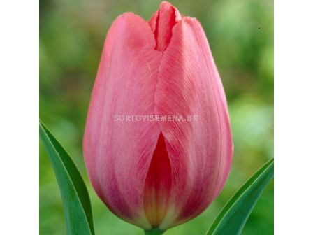 Лале/ Tulip darwin hybrid Van Eijk - 1 бр.