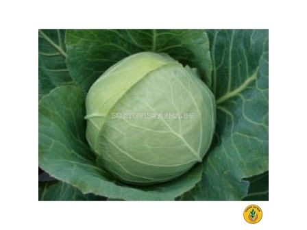 Семена за Зеле Checkmate F1 - BJ-1000 семена