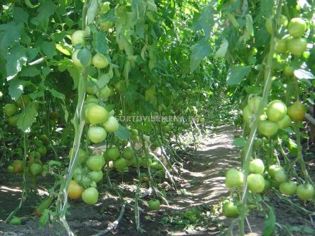 Семена домати Велосити F1- Velocity F1 - 500 бр. семена - 2