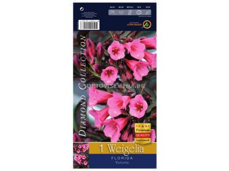 Вейгела - Florida  - sortovisemena.bg Вейгела - Florida