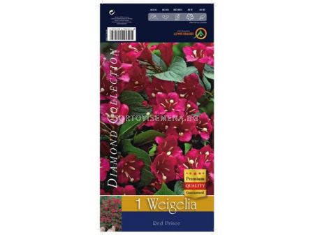 Вейгела (Weigela) Red Prince