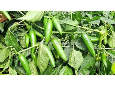 Семена Пипер JALAPENO 143-142 F1 / -ZKI -  1000 с (тип Барут)