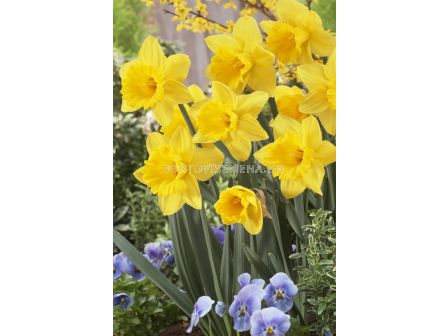 Нарцис Marieke/ 12/14 