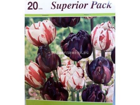 Лалета Carnaval Denise and Black hero - 20 луковици - sortovisemena.bg Лалета Carnaval Denise and Black hero - 20 луковици