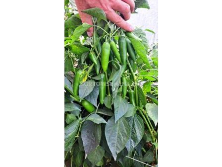 Пипер JALAPENO 143-142 F1 / - 500с (тип Барут) - 1 - sortovisemena.bg Пипер JALAPENO 143-142 F1 / - 500с (тип Барут) - 1