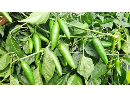 Пипер JALAPENO 143-142 F1 / - 500с (тип Барут) - 2 - sortovisemena.bg Пипер JALAPENO 143-142 F1 / - 500с (тип Барут) - 2
