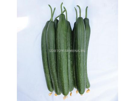 Семена краставица Виго - пролетна и есенна реколта - 100 семена - 1
