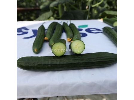 Семена краставица Виго - пролетна и есенна реколта - 100 семена - 2