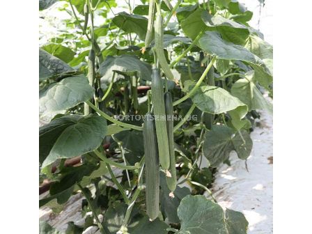 Семена краставица Виго - пролетна и есенна реколта - 100 семена - 3