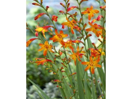 Крокосмия / Crocosmia 'Meteore' / 1 бр 