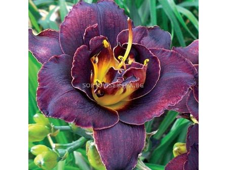 Хемерокалис Вуду танцьор / Hemerocallis Voodoo danser / 1 бр - sortovisemena.bg Хемерокалис Вуду танцьор / Hemerocallis Voodoo danser / 1 бр