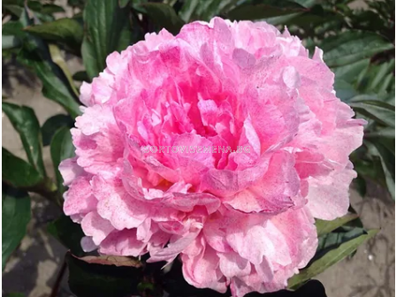 Божур Paeonia pietertje vriend/ Peony - 1 бр.