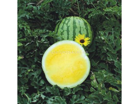 Семена дини Йелоу Бътъркап/ WATERMELON YELLOW BUTTERCUP (HYBRID) - SAKATA -  500 семена