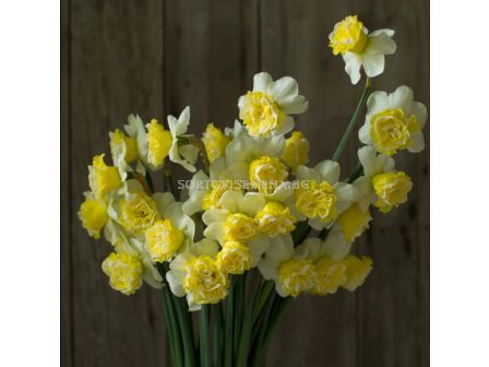 Нарцис/ DOUBLE NARCISSUS Wave - 1 бр.