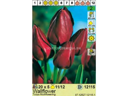 Лале Wallflower - Пакет: 1 оп. - 5 бр.