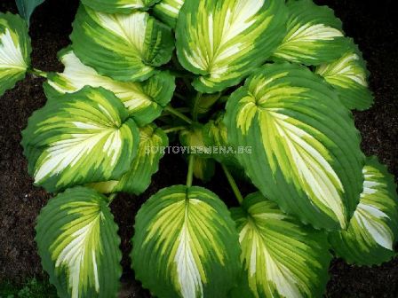 Хоста Картина на война / Hosta Warpaint / 1 бр - sortovisemena.bg Хоста Картина на война / Hosta Warpaint / 1 бр