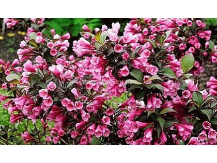 Вейгела /Weigela Florida Foliis Purpureis/ 1 бр фиданка 