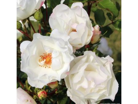 Роза Weisse Wolke (храстова роза), серия Heckenzauber- Kordes- 1 брой - 4