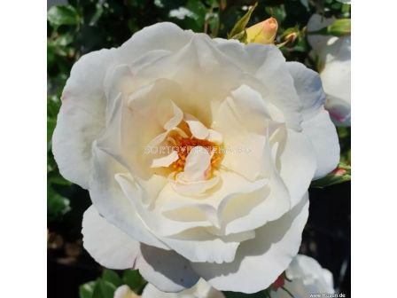 Роза Weisse Wolke (храстова роза), серия Heckenzauber- Kordes- 1 брой - 2