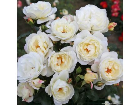 Роза Weisse Wolke (храстова роза), серия Heckenzauber- Kordes- 1 брой - 3