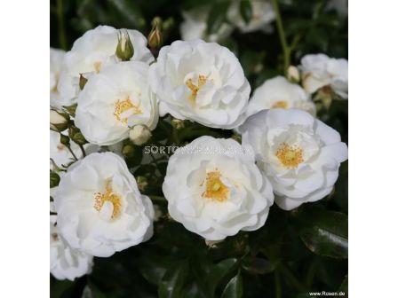 Роза Weisse Wolke (храстова роза), серия Heckenzauber- Kordes- 1 брой - 6