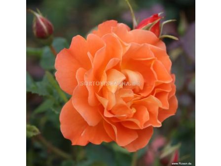 Роза Westerland (храстова роза)- Kordes- 1 брой - 1