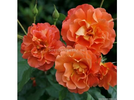 Роза Westerland (храстова роза)- Kordes- 1 брой - 3