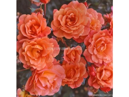 Роза Westerland (храстова роза)- Kordes- 1 брой - 2