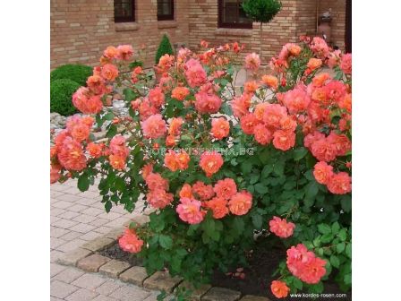 Роза Westerland (храстова роза)- Kordes- 1 брой - 4