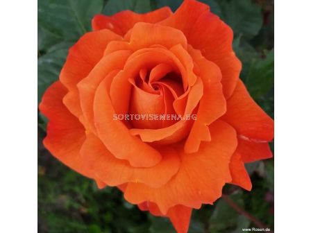 Роза Westerland (храстова роза)- Kordes- 1 брой - 5