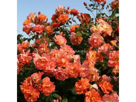 Роза Westerland (храстова роза)- Kordes- 1 брой - 6