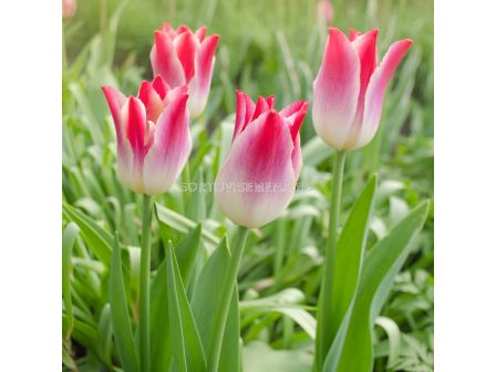 Лале/ Tulips triumph Whispering Dream - 1 бр.