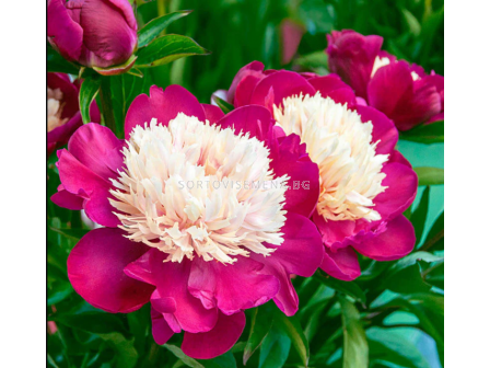 Божур японски сорт Paeonia white cap/ Peony - 1 бр.