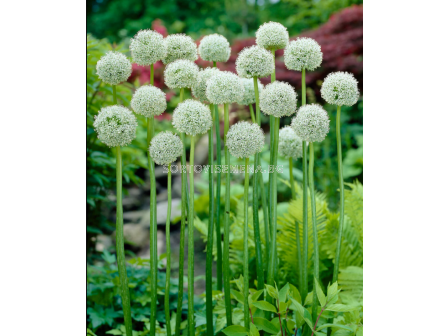 Декоративен лук 'White Giant - 1 бр. - 1