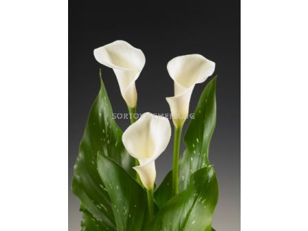 Кала Zantedeschia (Calla)  'White Ideal' 14/16 - 1 бр.