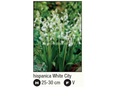 Лъжезюмбюл/ Hyacinthoides hispanica 'White City' -1 бр. - 2