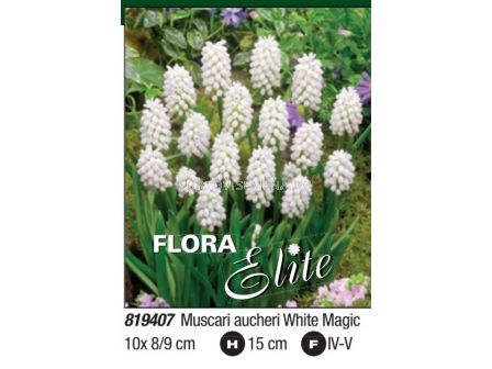 Мускари aucheri White Magic - Пакет: 1 оп. - 10 бр.