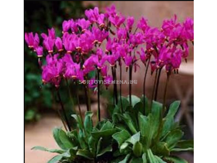 Додекатеон Red Wings/  Dodecatheon pulchellum - 1 брой