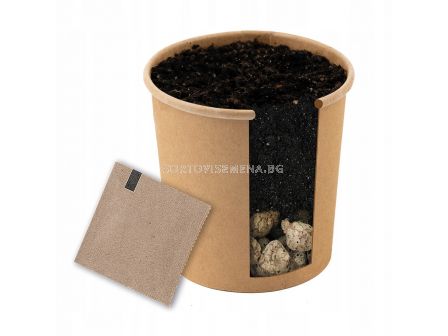 Тораф Комплект в кутия за отглеждане на глициния (вистерия)- 1 бр. - 2