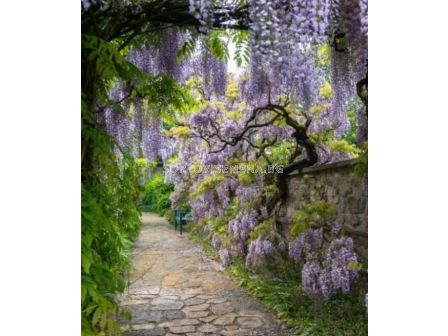 Тораф Комплект в кутия за отглеждане на глициния (вистерия)- 1 бр. - 3