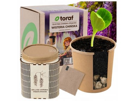Тораф Комплект в кутия за отглеждане на глициния (вистерия)- 1 бр. - 5