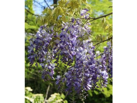 Тораф Комплект в кутия за отглеждане на глициния (вистерия)- 1 бр. - 6