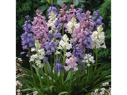 Лъжезюмбюл /Hyacinthoides hispanica mix/ 1 оп (10 бр ) - sortovisemena.bg Лъжезюмбюл /Hyacinthoides hispanica mix/ 1 оп (10 бр )